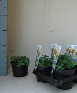 Origanum vulgare ‘Hirtum’