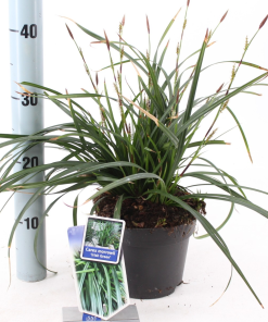 Carex morrowii ‘Irish Green’
