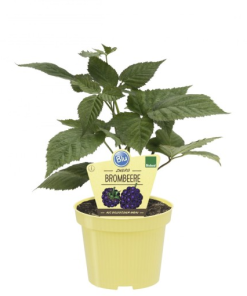 Rubus fruticosus LOWBERRY LITTLE BLACK PRINCE