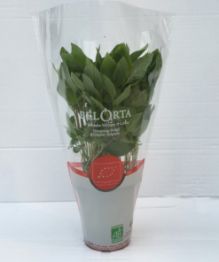 Ocimum basilicum ‘Thai’