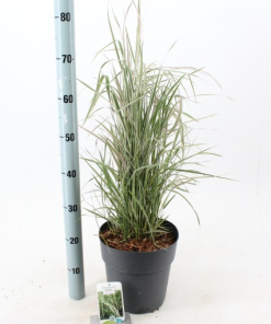 Carex laxiculmis ‘Bunny Blue