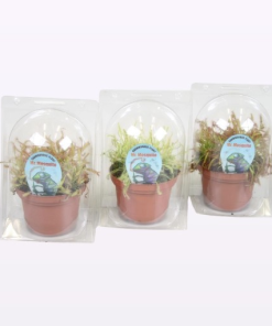 Drosera MIX