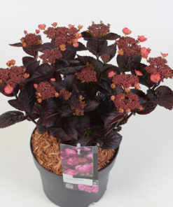 Hydrangea serrata DAREDEVIL