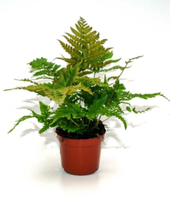 Dryopteris erythrosora