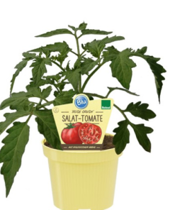 Solanum lycopersicum ‘Rose Crush’