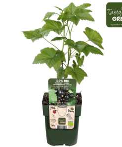 Ribes nigrum ‘Ben Nevis’