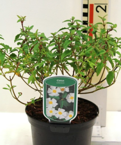 Cistus x corbariensis