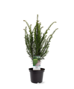 Taxus baccata