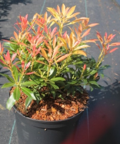 Pieris ‘Forest Flame’