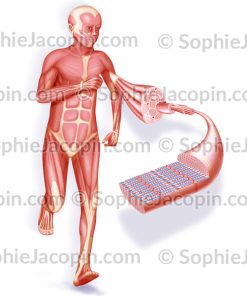 SYSTÈME MUSCULAIRE ENFANT