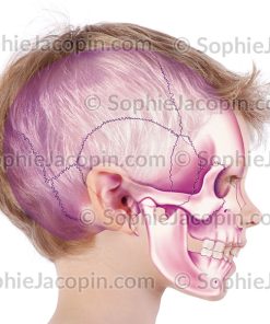 CRÂNE ENFANT 6 ANS