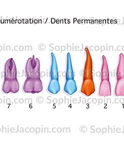 DENTS PERMANENTES