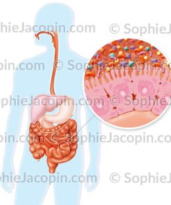 FLORE INTESTINALE