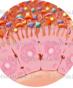 FLORE INTESTINALE