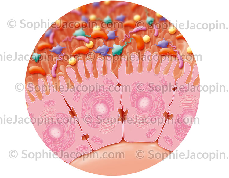 FLORE INTESTINALE