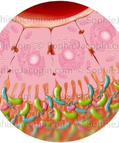 FLORE INTESTINALE
