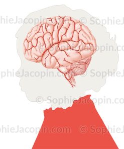 ARTÈRES SUPERFICIELLES DU CERVEAU