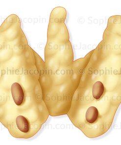 GLANDES PARATHYROÏDES