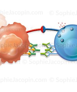 IMMUNOTHÉRAPIE