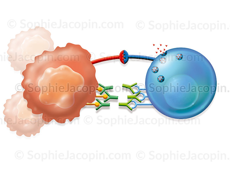 IMMUNOTHÉRAPIE – Image 2