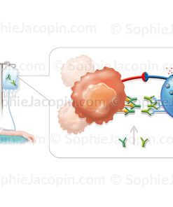 INJECTION D&rsquo;IMMUNOMODULATEURS