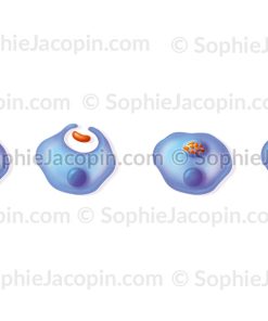 LA PHAGOCYTOSE