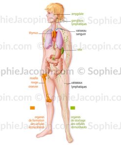 ORGANES DU SYSTÈME IMMUNITAIRE