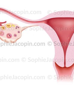 UTÉRUS, OVAIRE, OVULATION